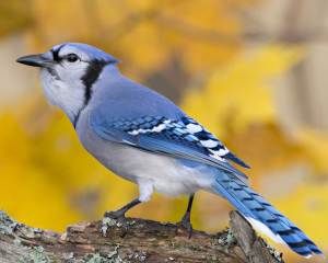 blue_jay